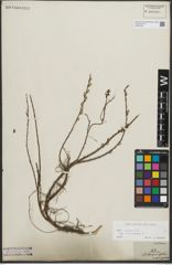 Foto von Salix repens subsp. incubacea (L.) A. Neumann